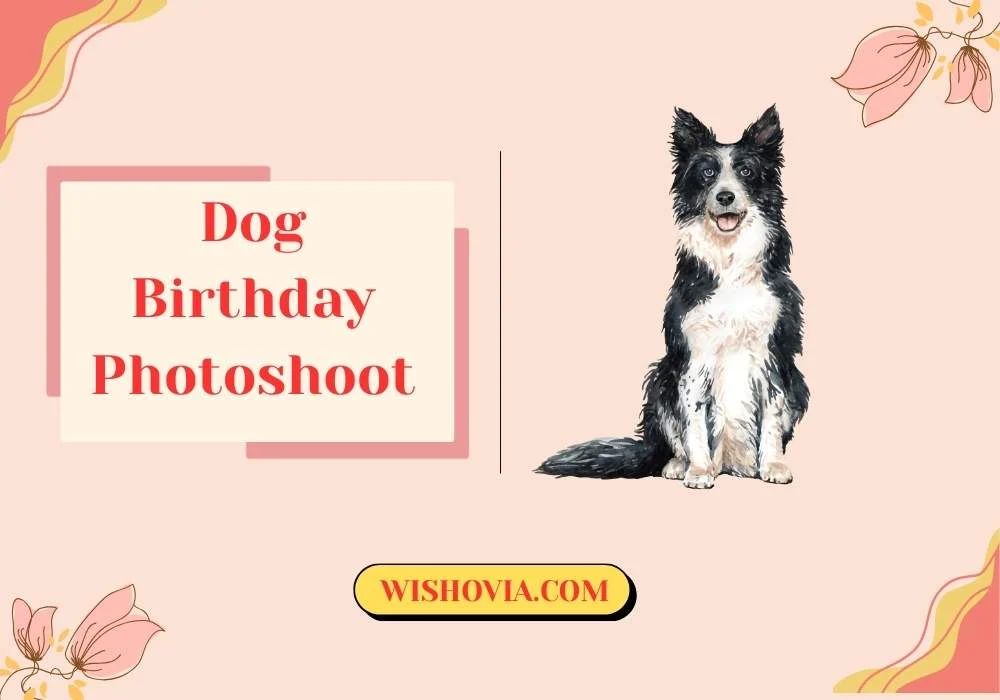 Senior Dog Birthday Photoshoot